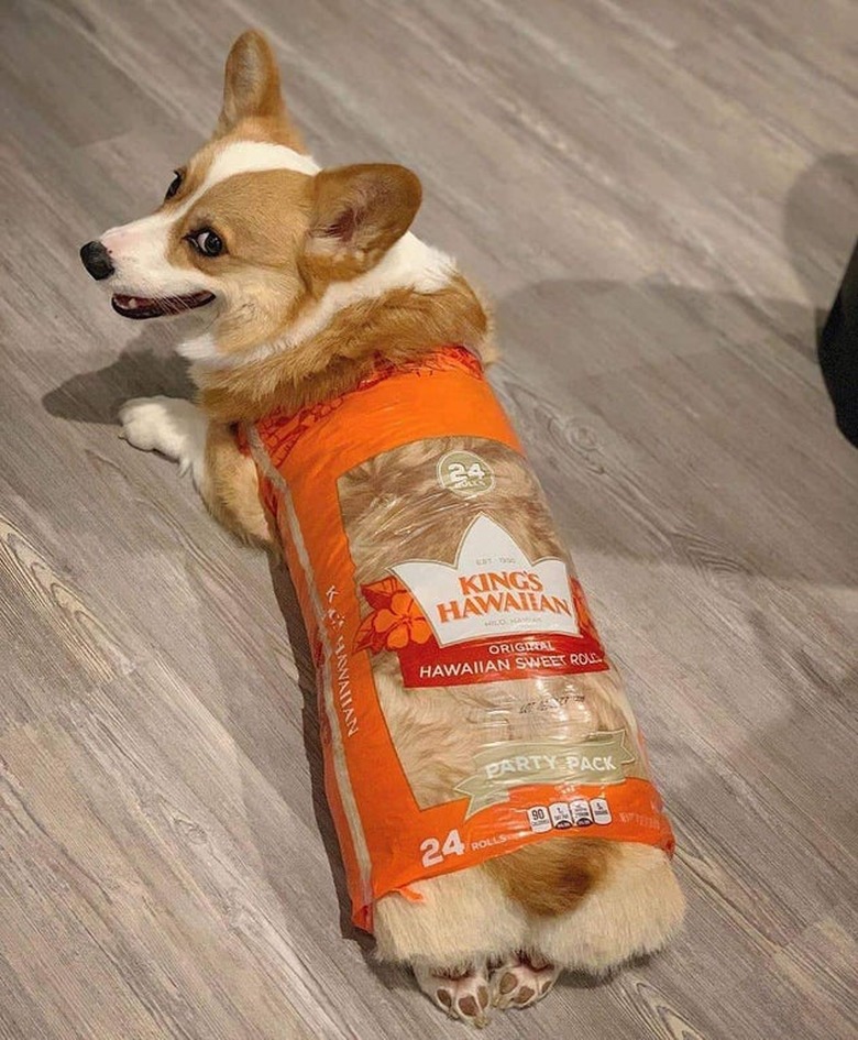 A corgi inside of an empty Hawaiian roll bag.