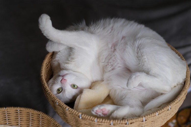 playful cat lying upside down in basket