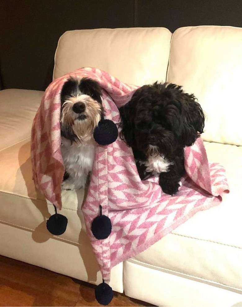 Two dogs sitting side by side on a white couch, both draped in a pink and white blanket.