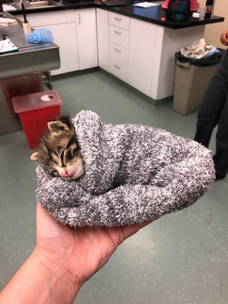 A tiny kitten asleep inside of a fuzzy grey sock.