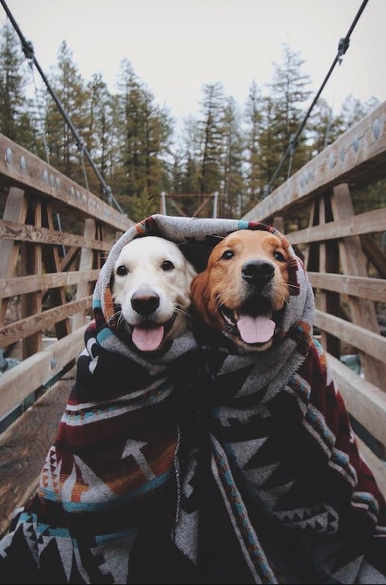 Two happy dogs sitting together beneath a blanket, on a bridge in a forested area.