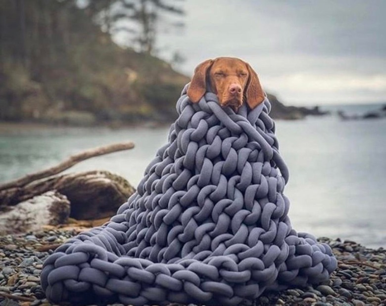 A brown dog wrapped in a chunky knit grey blanket beside a lake.