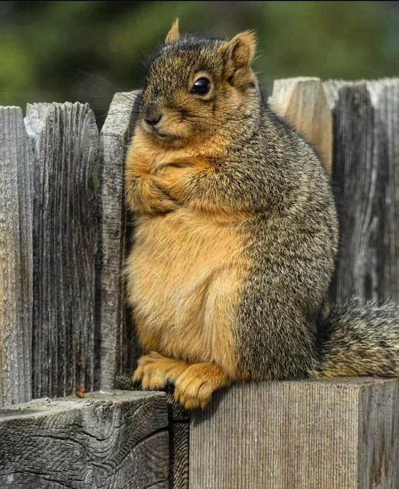 Chubby squirrel with arms crossed stands on fence