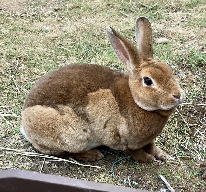 Tan rabbit has lighter, rabbit-shaped patch on side.