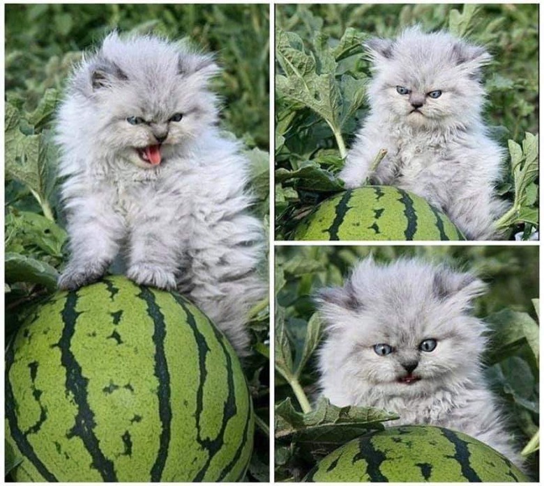 Grumpy kitten posing on watermelon