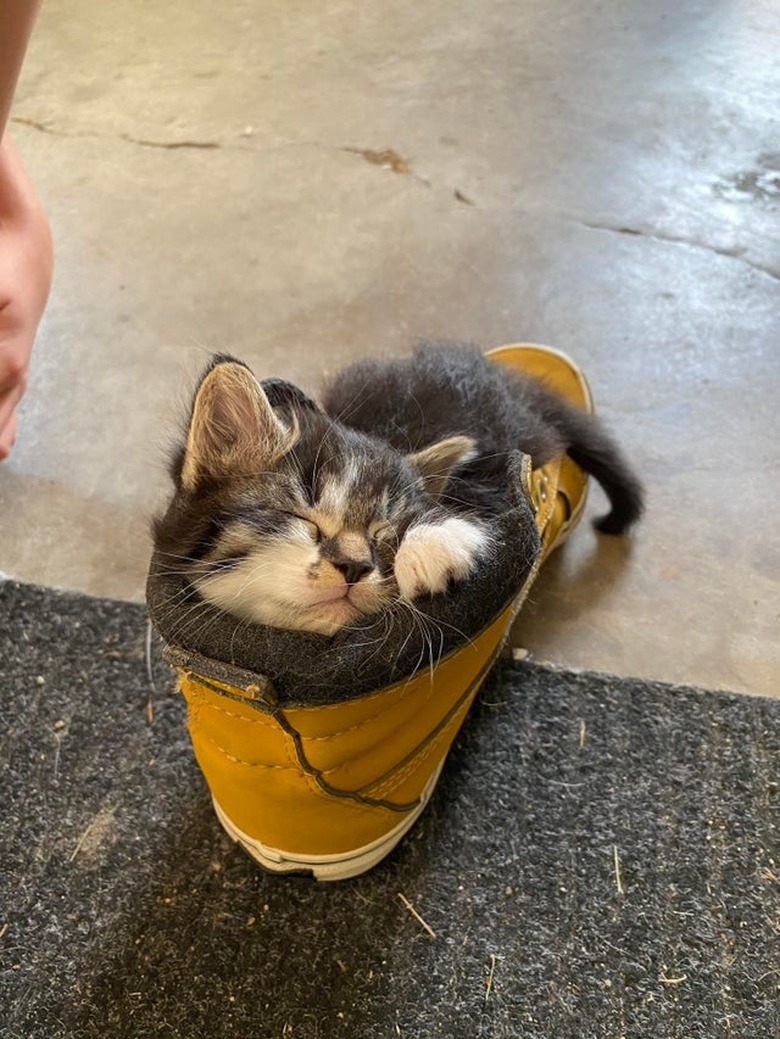 Kitten sleeping in boot