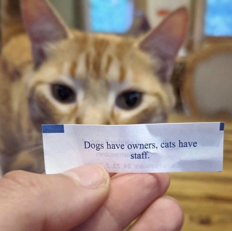 Fortune cookie paper reading 