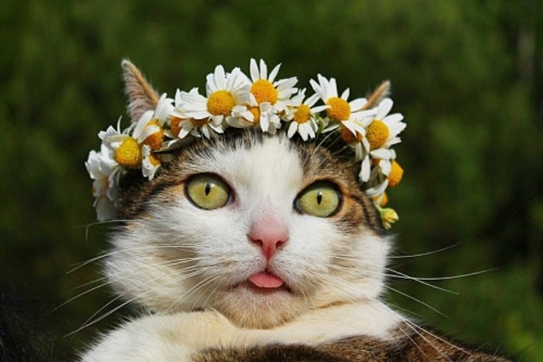 Cat wearing flower crown