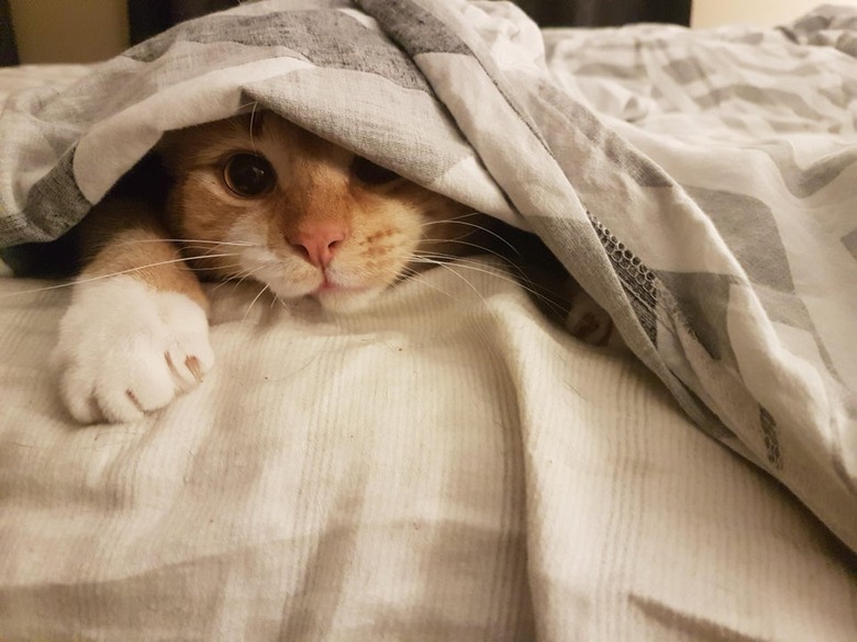 Cat under bedcovers