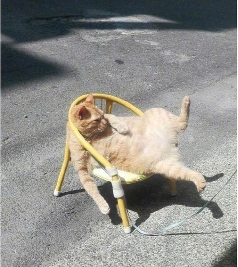 Cat slouching in miniature chair