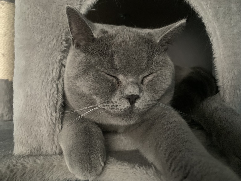 Gray cat sleeping in cat tree.