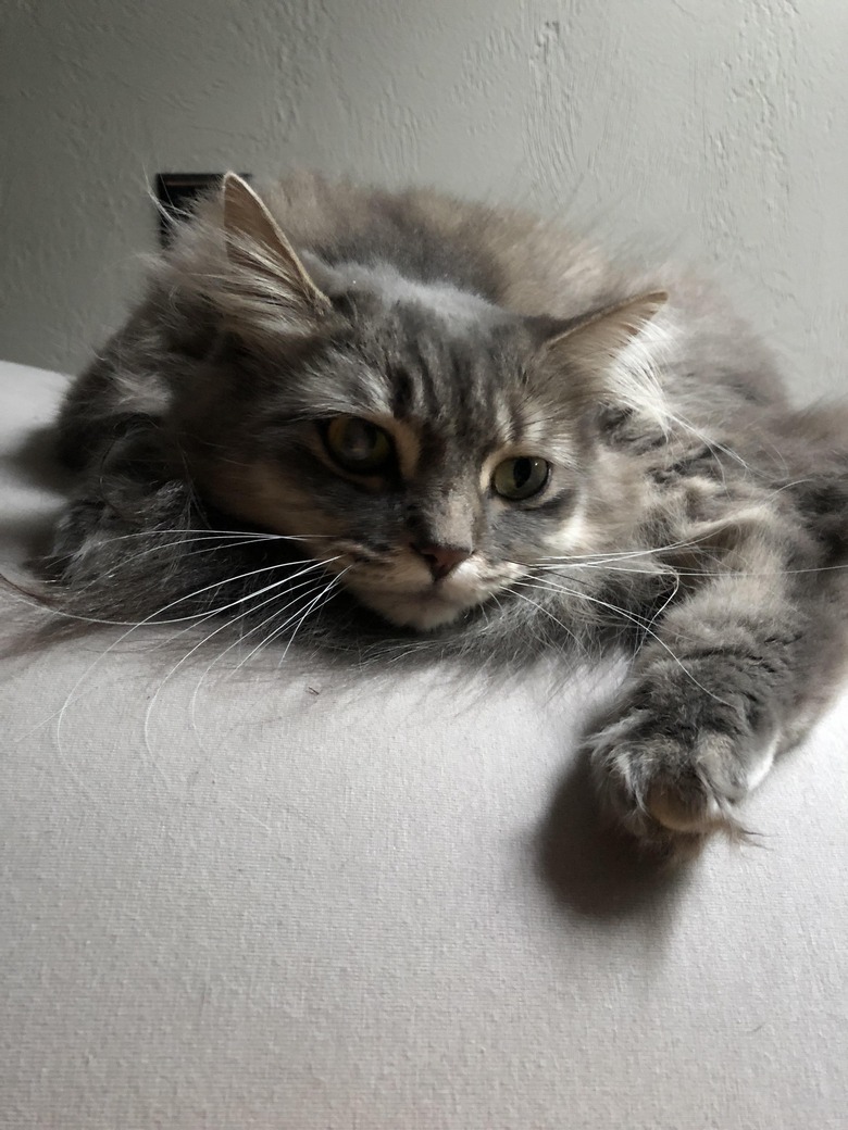 Fluffy gray cat laying in a heap.