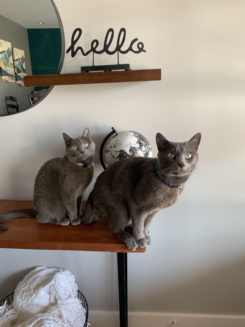 Two gray cats standing on hall table under sign that says 