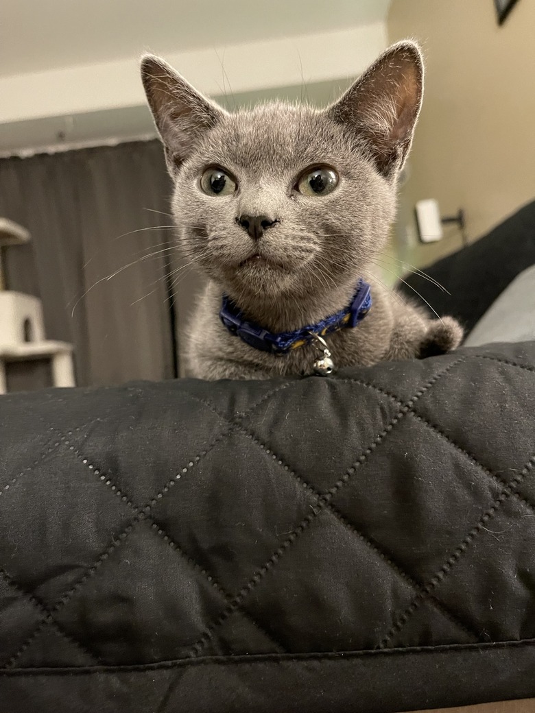 Gray kitten with bell on blue collar on back of couch.