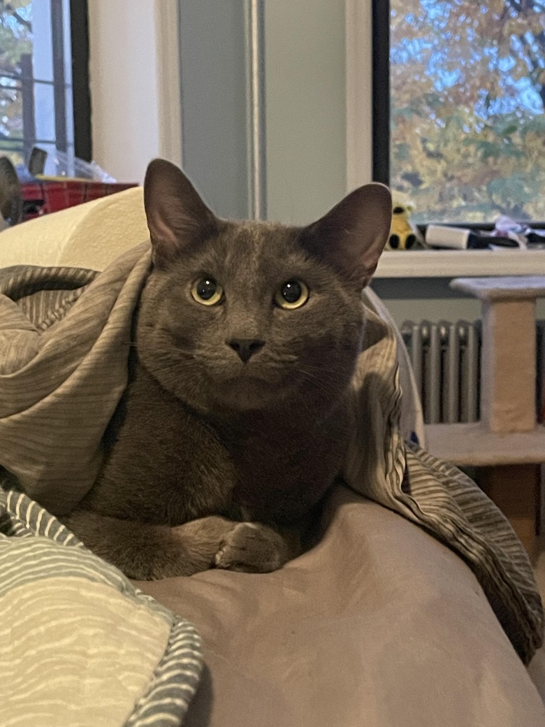 Skeptical gray cat laying under blanket.