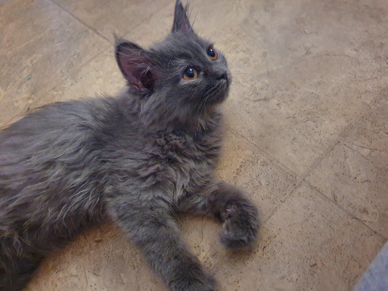 Fluffy gray kitten on tile floor.