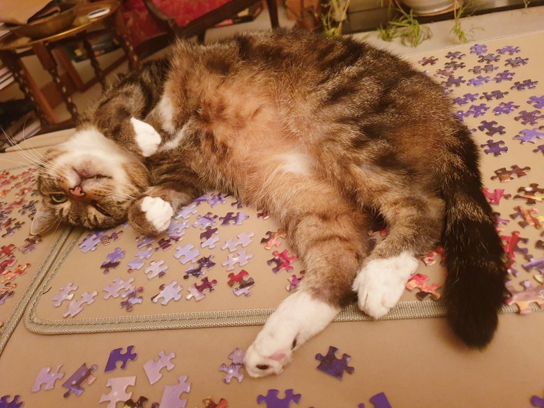 cat sitting on unfinished jigsaw puzzle