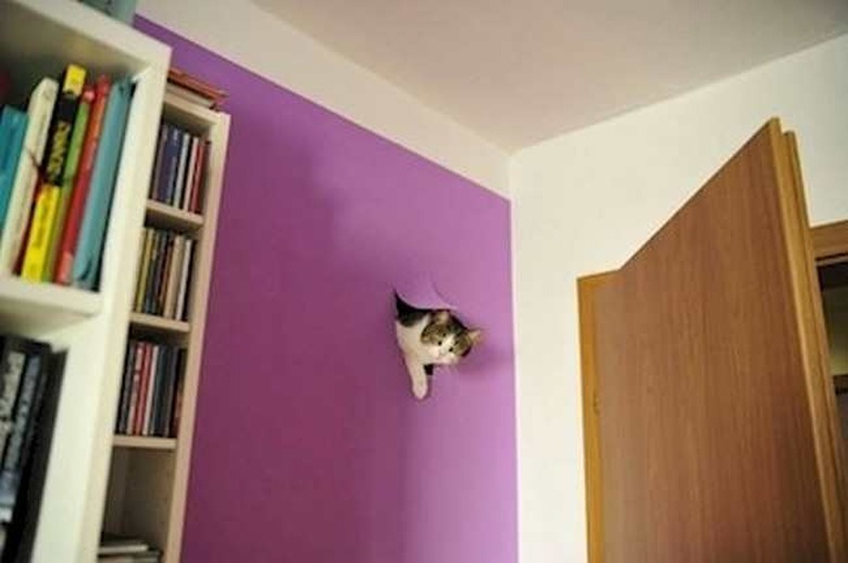 Cat breaking into wall