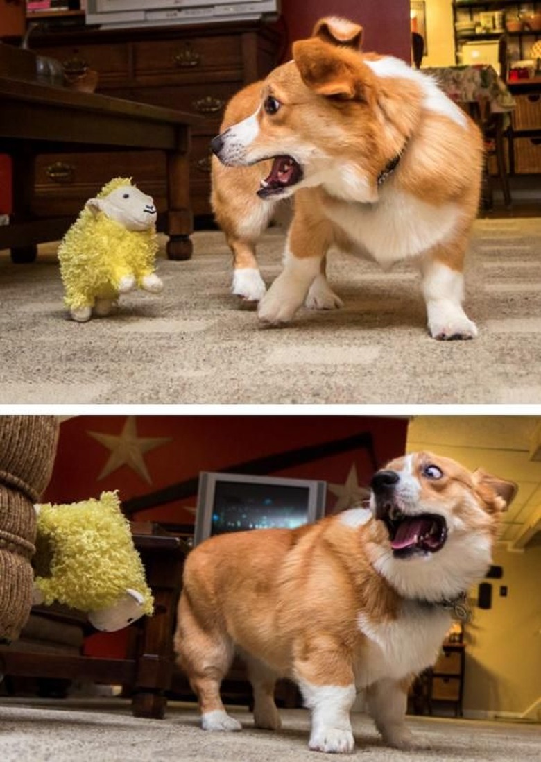 Corgi frightened by stuffed animal