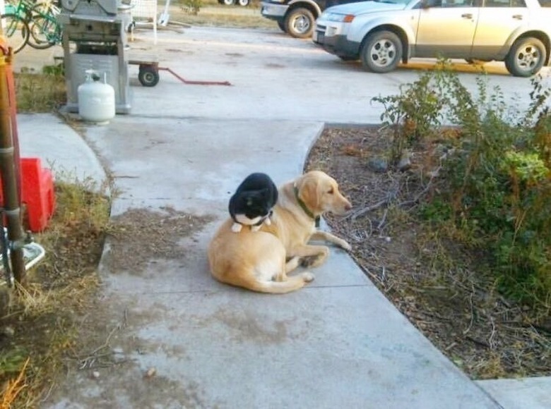 cat sits on dog every day