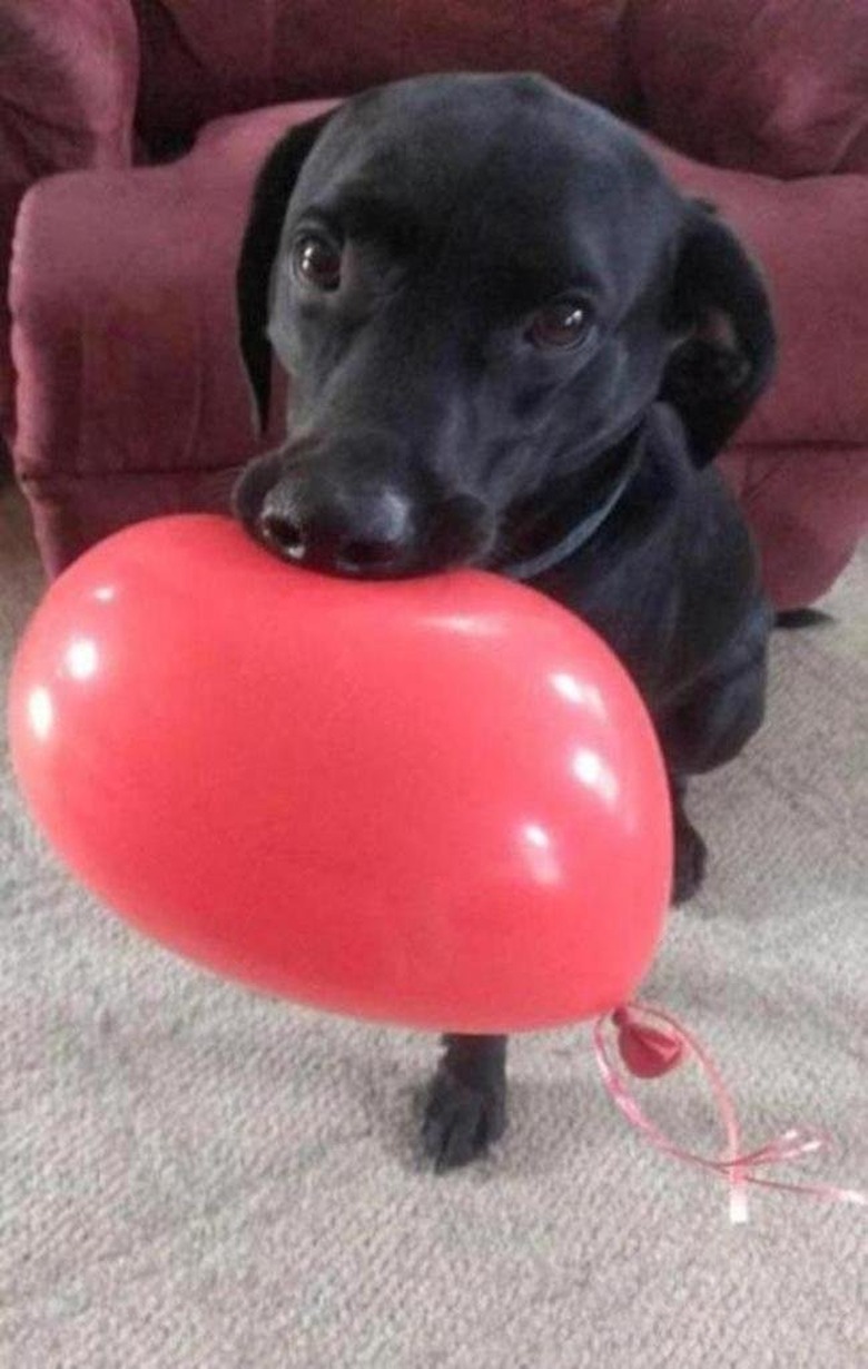 Dog biting balloon, carefully