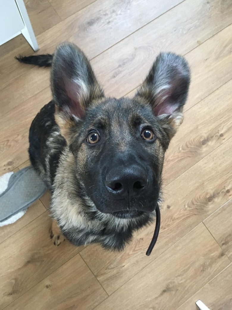 German Shepherd puppy