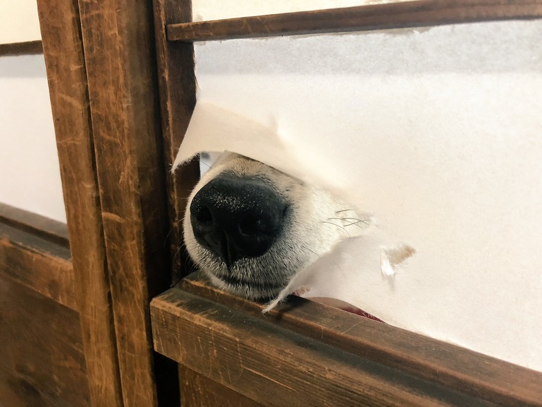 Dog's nose poking through paper of Japanese screen wall