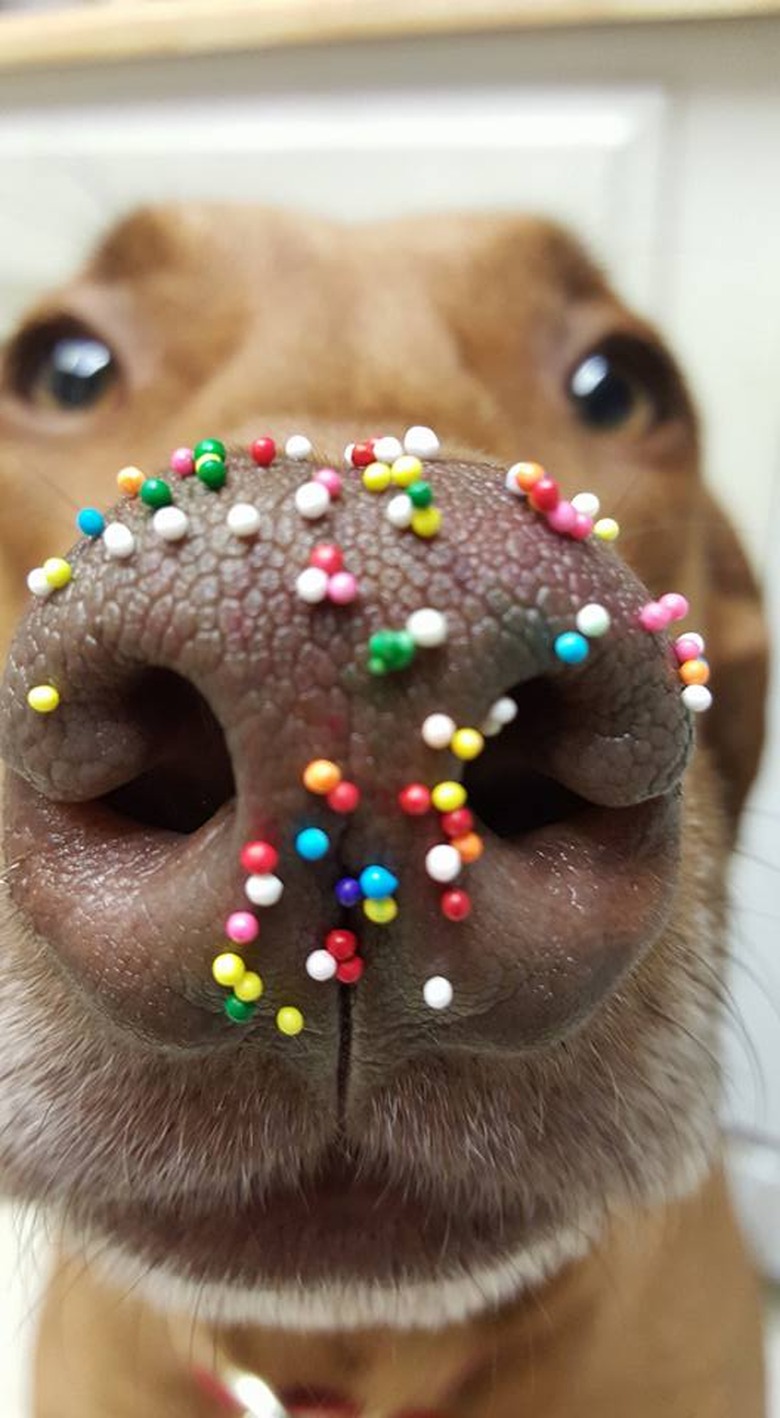 Dog with sprinkles on its nose