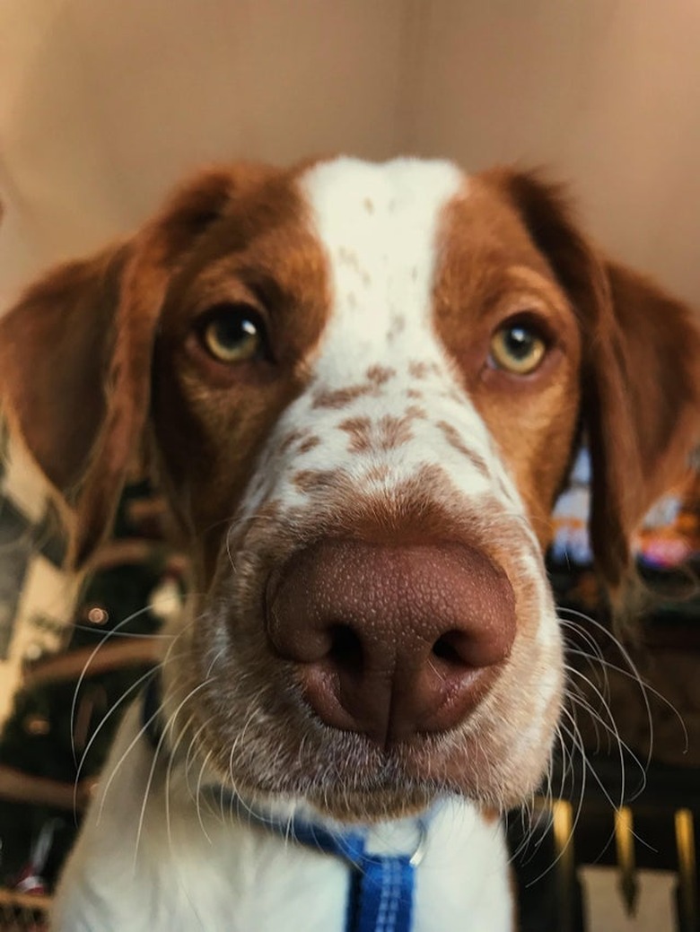 Dog with a speckled snout