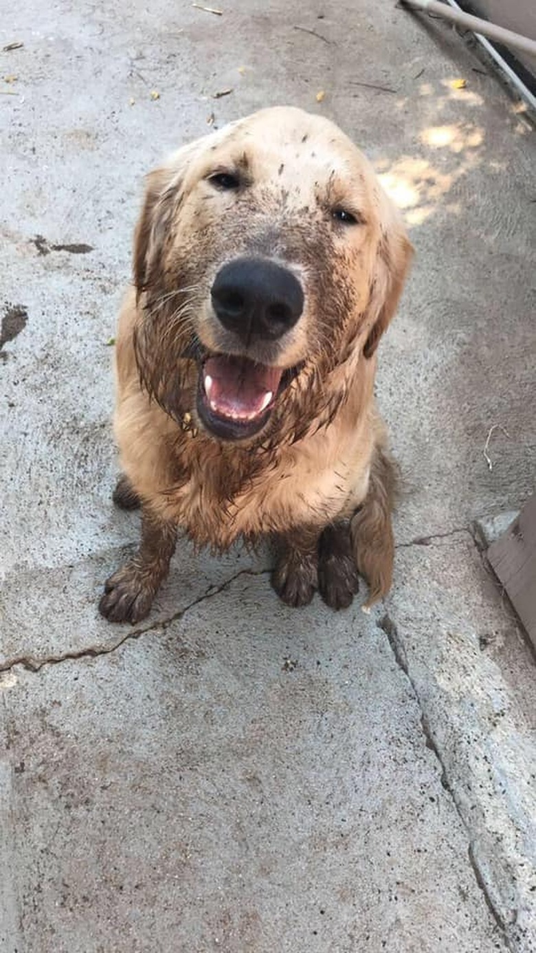 17 absolutely filthy golden retrievers and labradors