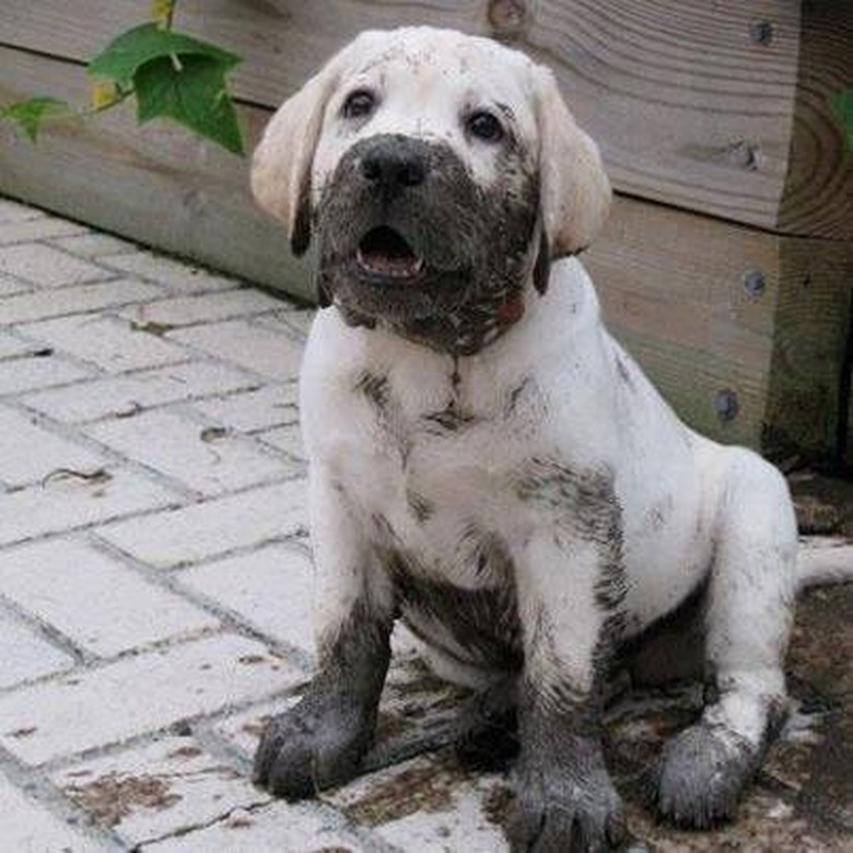 17 absolutely filthy golden retrievers and labradors