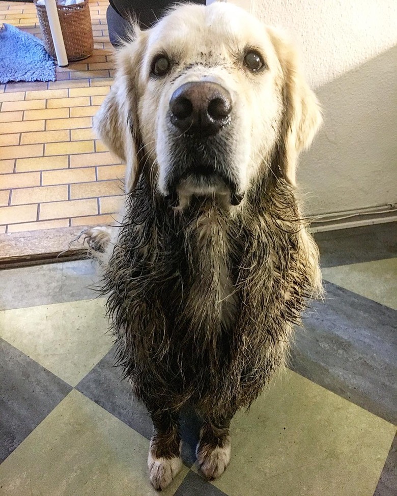 17 absolutely filthy golden retrievers and labradors