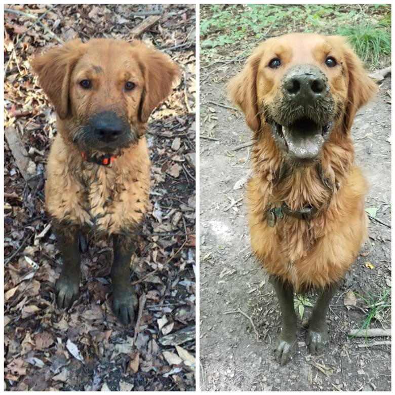 17 absolutely filthy golden retrievers and labradors