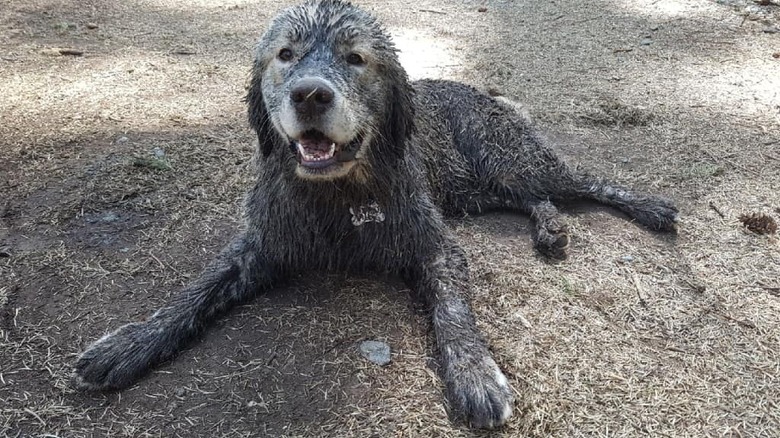 17 absolutely filthy golden retrievers and labradors