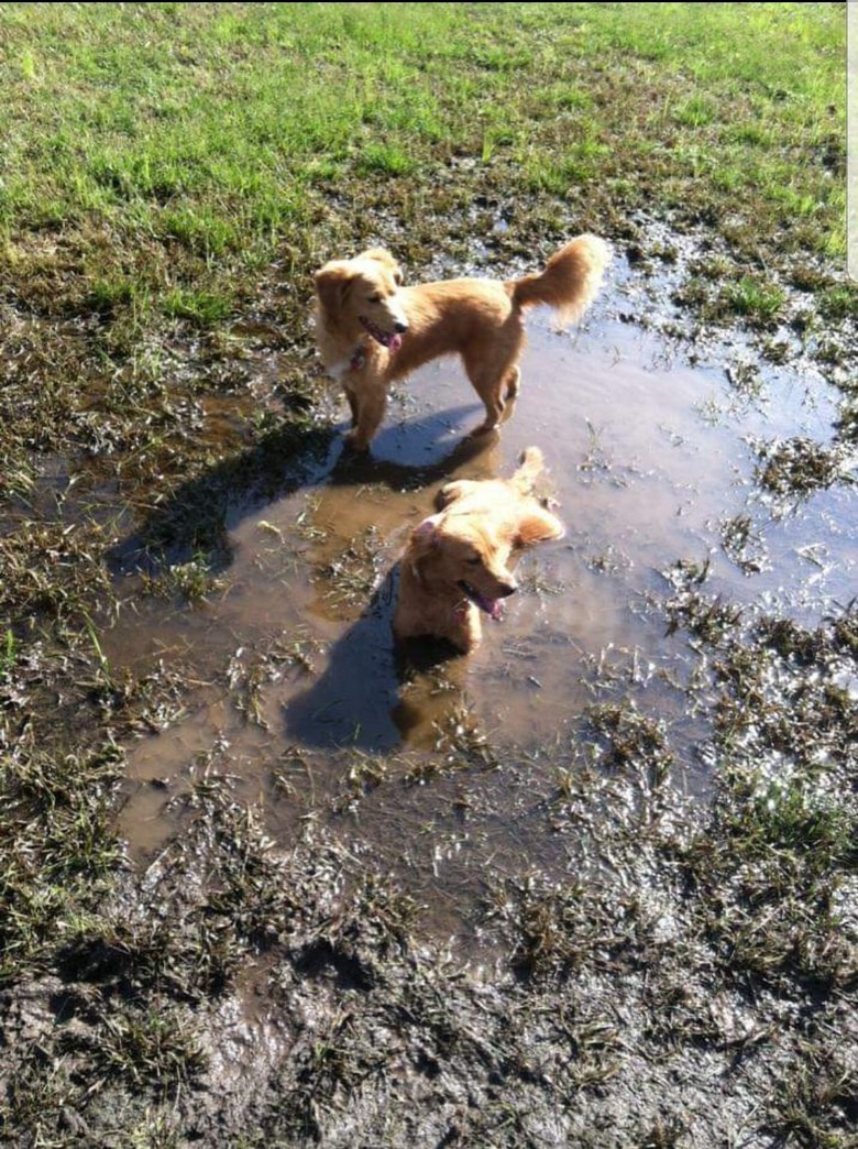 17 absolutely filthy golden retrievers and labradors