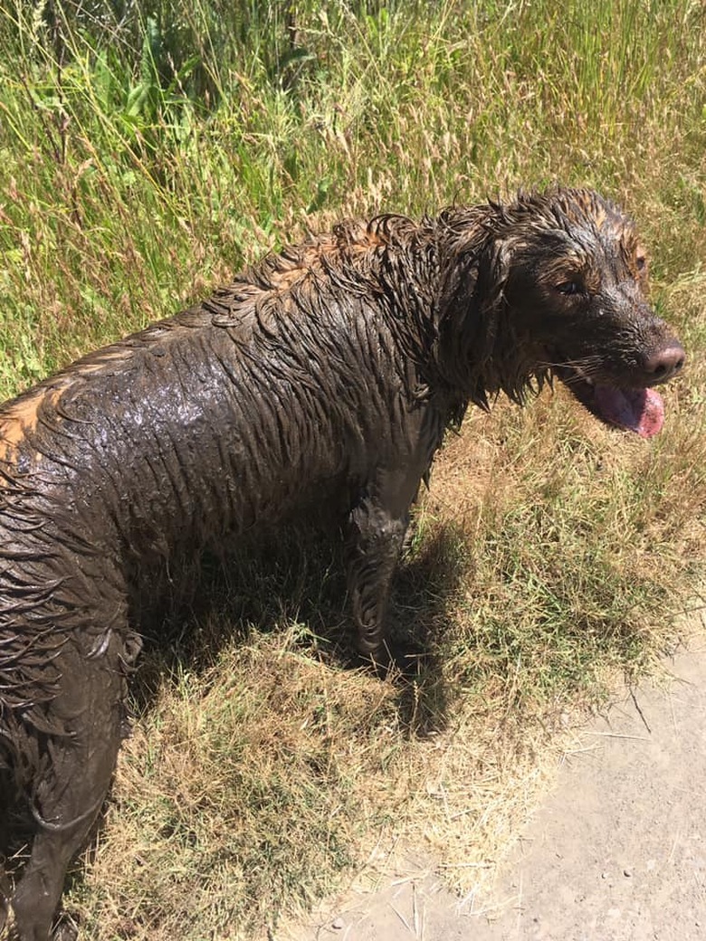 17 absolutely filthy golden retrievers and labradors