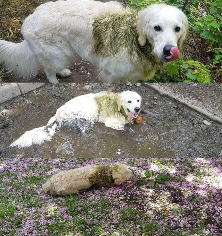 17 absolutely filthy golden retrievers and labradors