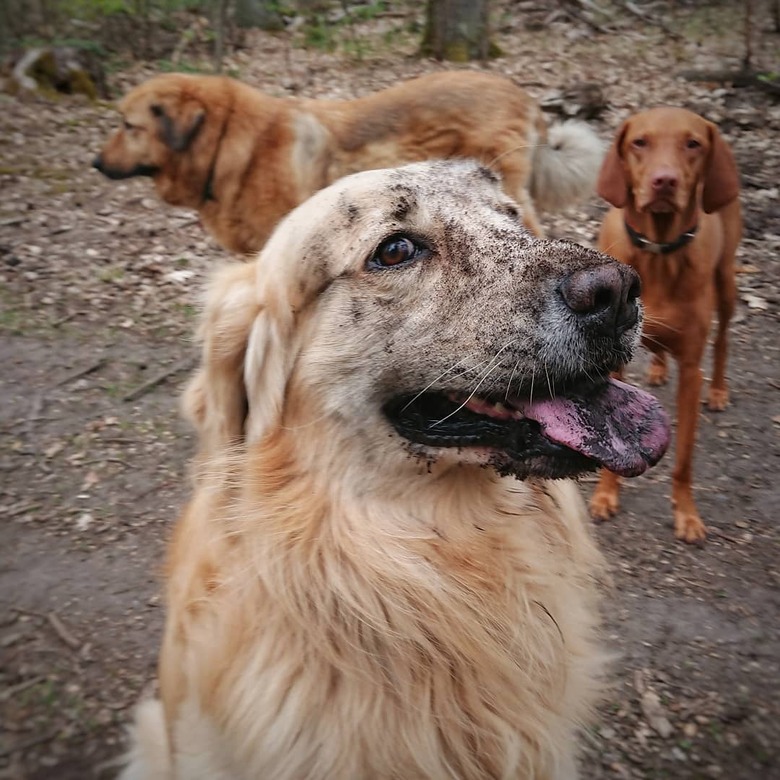 17 absolutely filthy golden retrievers and labradors