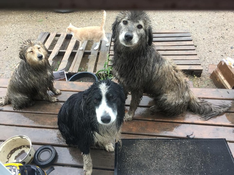 17 absolutely filthy golden retrievers and labradors