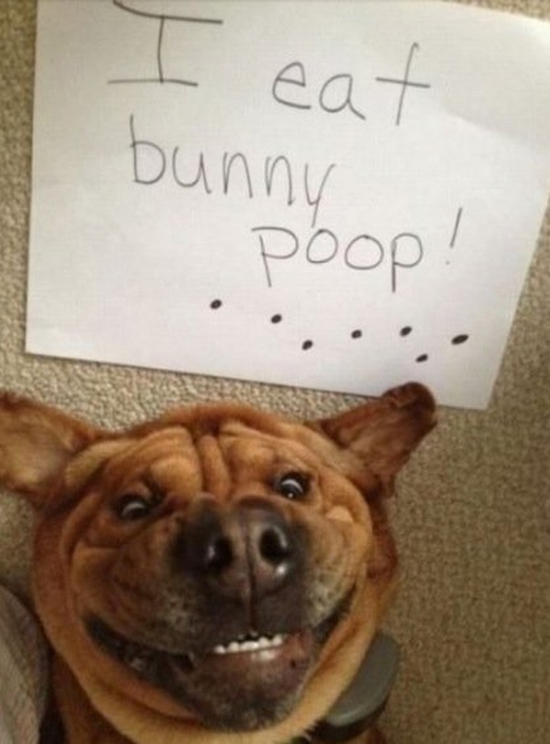 17 Animals Who Are Super Proud of Themselves Right Now