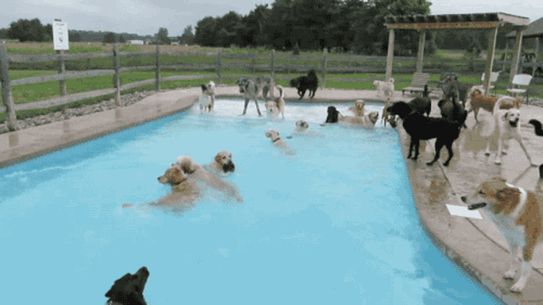 doggie pool party