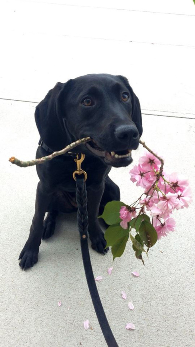 17 Animals Who Are Super Proud of Themselves Right Now