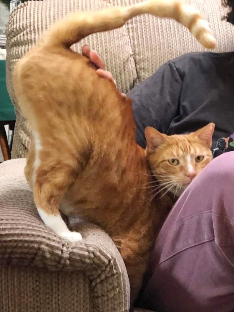 cat loves to be spanked