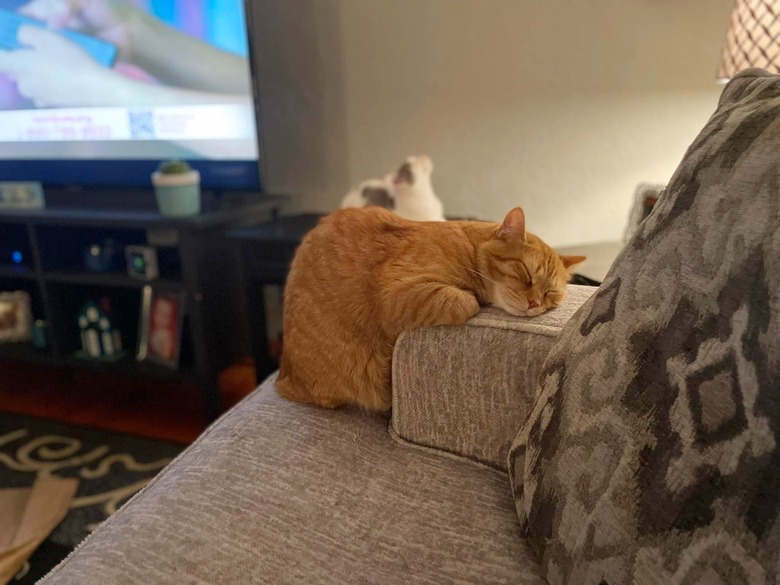 orange cat sleeping on the arm of a chair