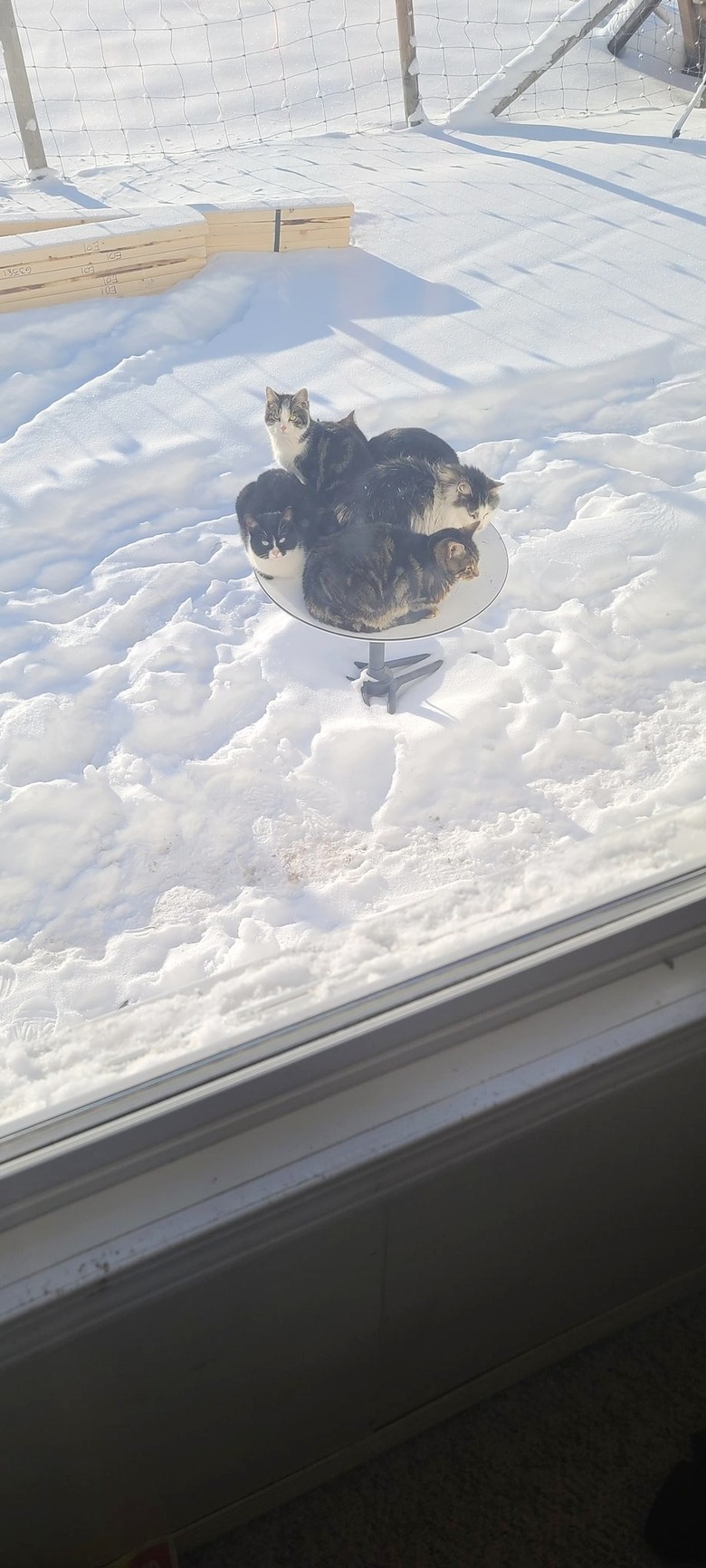 cats crowd onto snowy Starlink dish to steal warms