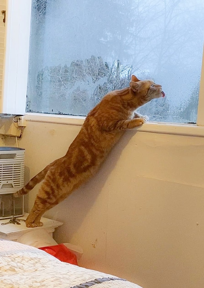 cat licks window instead of drinking from water bowl