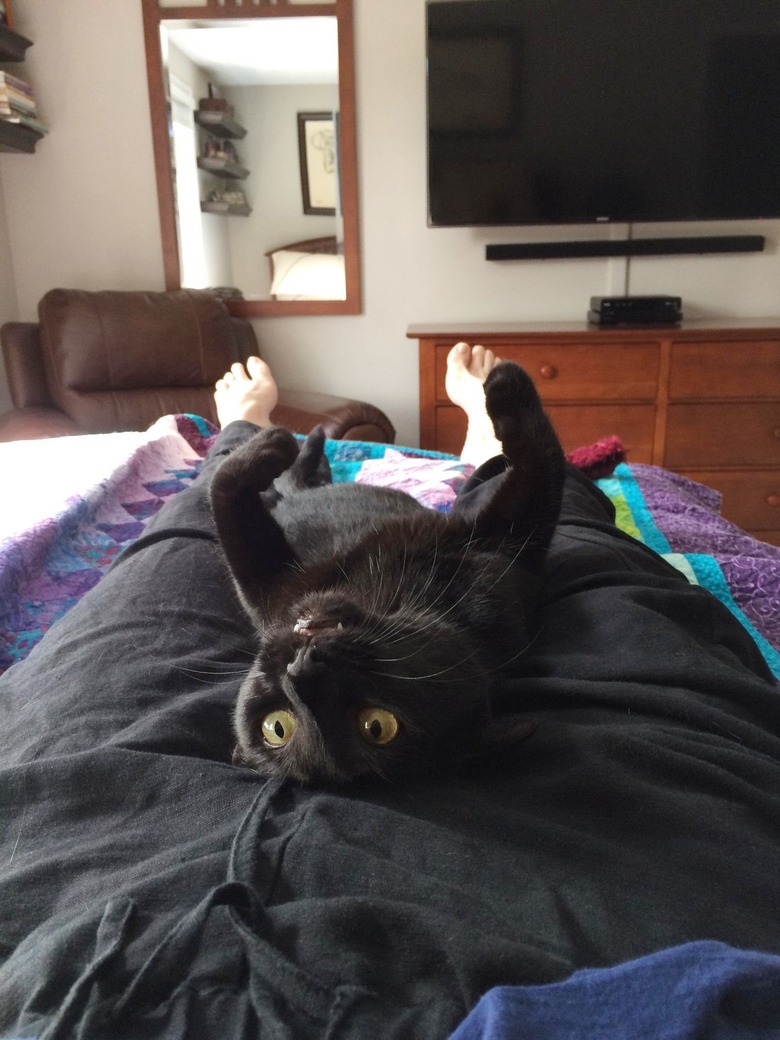 man wakes up to find cat napping on chest in exact same position