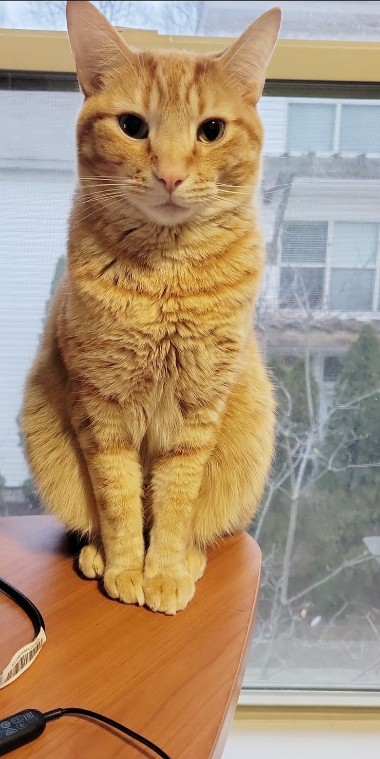 cat with outline of paw print in his coat on his forehead