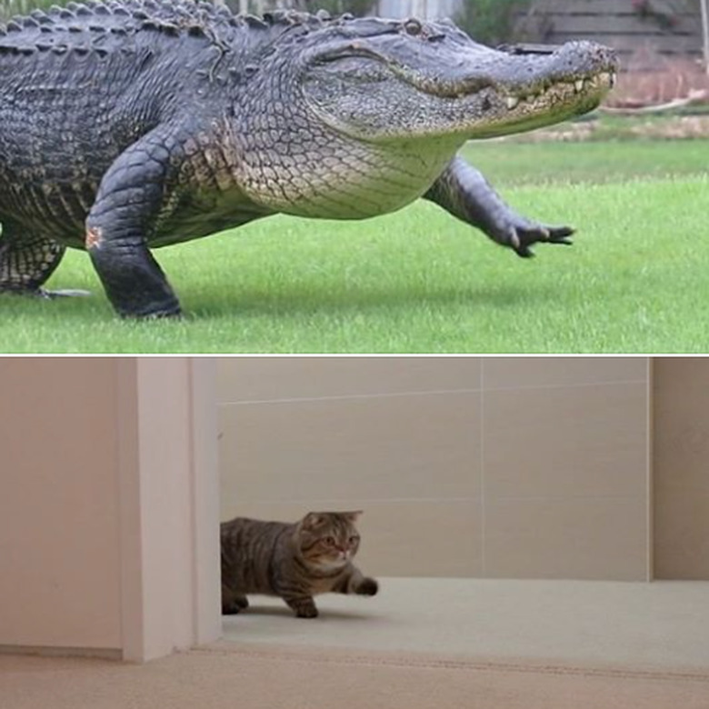 cat and alligator share same aura