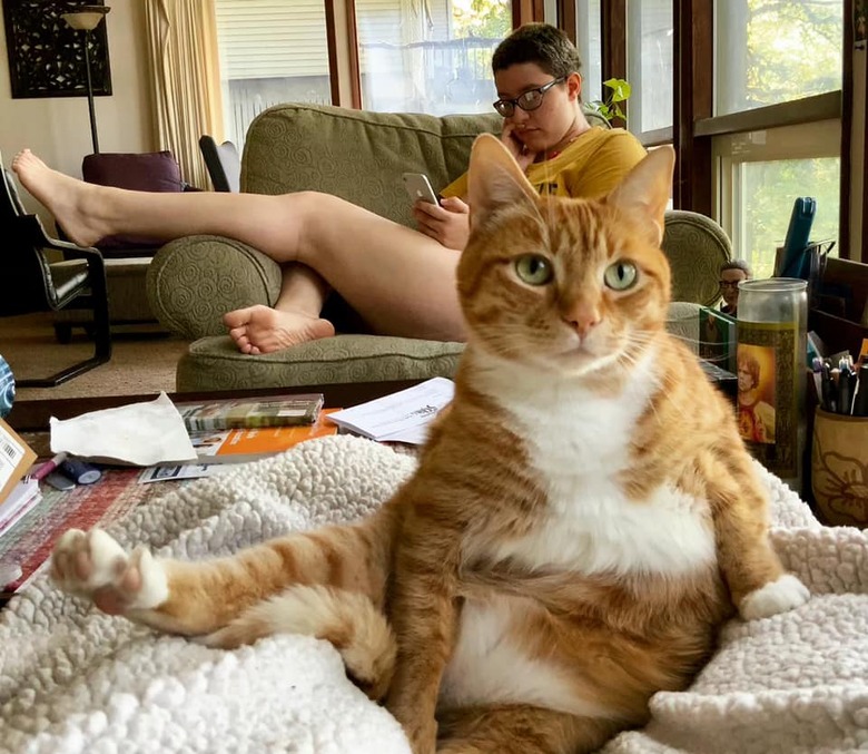 human and cat with leg stretched out